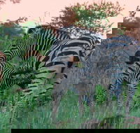 Kruger National Park - Private full day Safari trip. - Accommodation Africa