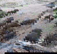 Kruger National Park - Sunset Afternoon Safari trip. - Accommodation Africa
