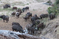  Tourism Africa