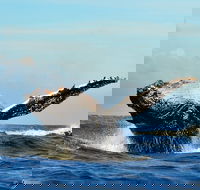 Whale Dolphin  Penguin Island Cruise - Accommodation Africa