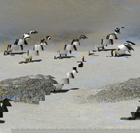Cape of Good Hope Sightseeing and Penguins Full Day Tour From Cape Town - Accommodation Africa