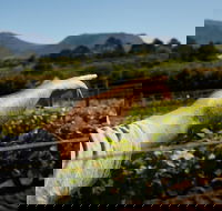 Stellenbosch Wine Tour - Top 3 South African Wineries Private Tour - Accommodation Africa