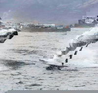 Shark Diving Full Day Guided Private Transfer to Gansbaai from Cape Town - Accommodation Africa