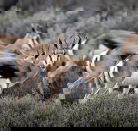 Big-Five Safari Full Day Guided Return Transfer from Cape Town - Accommodation Africa