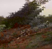 Addo Elephant National Park Full Day Safari - Accommodation Africa