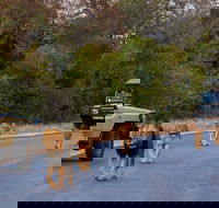 Kruger National Park. 2 Days Best Ever Safari from Cape Town - Accommodation Africa