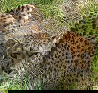 Lesedi cultural village and lion mini safari - Accommodation Africa