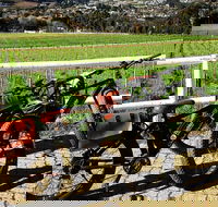 Franschhoek E-Bike Wine Tours - Accommodation Africa