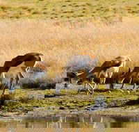 2-Hour Game Drive at the Plettenberg Bay Game Reserve - Accommodation Africa