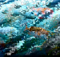Skip the Line Two Oceans Aquarium Admission Ticket - Accommodation Africa