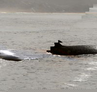 Knysna Dolphin Watching  Garden Route Coastline Experience - Accommodation Africa