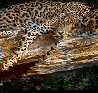 Jukani Wildlife Sanctuary Admission with Guided Tour - Accommodation Africa