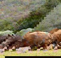 2 Day South African Wildlife Safari  See most of Big 5 animals in Western Cape - Accommodation Africa