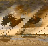 2 Day Private Western Cape Wildlife Safari Escape - Accommodation Africa