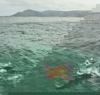 Shark Cage Diving and Viewing from Hermanus - Accommodation Africa