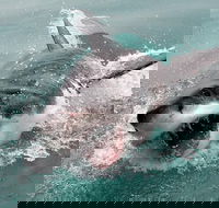 Shark Cage Diving and Viewing from Cape Town - Accommodation Africa