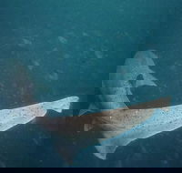 African Shark Eco-Charters Shark Cage Diving Cape Town - Accommodation Africa