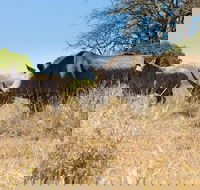 Hluhluwe Umfolozi Park Day Trip from Durban - Accommodation Africa