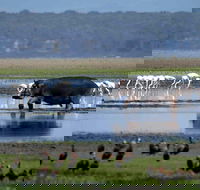 St Lucia Estuary Boat Cruise - Accommodation Africa