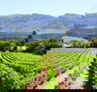 Half Day Winelands Tour afternoons only - Accommodation Africa