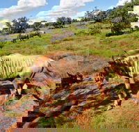 Horseback Safari - Accommodation Africa