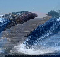 The Best of Cape Town Whale Watching Full Day Tour - Accommodation Africa