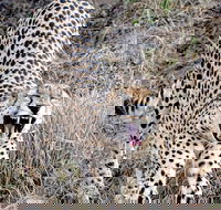 Kruger Park Safari Guided Day Tour from Nelspruit - Accommodation Africa