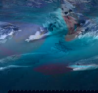 Shark Cage Diving Cape Town - Accommodation Africa