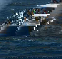 Boat Based Whale Watching from Hermanus - Accommodation Africa