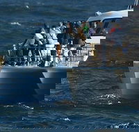Hermanus Whale Watching Full Day Tour - Accommodation Africa