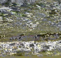Cape of Good Hope and Penguins Full-Day Tour From Cape Town - Accommodation Africa