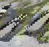 Private Sightseeing Trip to the Cape of Good Hope and Boulders Penguin Colony - Accommodation Africa