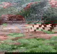 Enlightening Elephants And Monkeys Sanctuary Guided Day Tour - Accommodation Africa