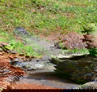 Phezulu Cultural Village  Reptile Park Day Tour from Durban - Accommodation Africa