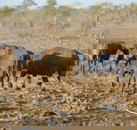 All inclusive - 3 Day Luxury Tented Kruger Safari from Johannesburg - Accommodation Africa