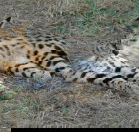 Cruise on Blyde Dam  Moholoholo Rehab Centre Day Tour from Hazyview - Accommodation Africa