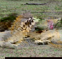 Private 5-Day Overnight Safari In Kruger Park from Skukuza Airport - Accommodation Africa