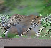 Kruger National Park l Private Afternoon Safari from Hazyview - Accommodation Africa