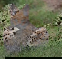 The Private Wildlife Tour - Accommodation Africa