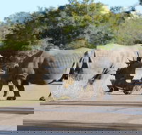 Half Day Kruger National Park Safari Park Entrance Included - Accommodation Africa