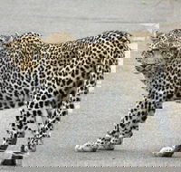 3 Day All Incl. Private Kruger Park Safari with Optional Skukuza Airport P/U - Accommodation Africa