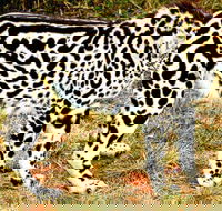 Ann de-wildt cheetah tour - Accommodation Africa