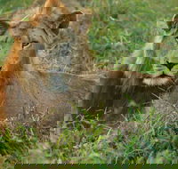 7-Day Kruger Swaziland and Beach Adventure Accommodated Tour from Pretoria - Accommodation Africa