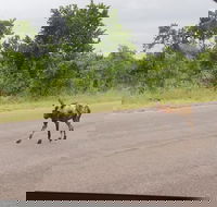 Kruger National Park 3 Days 2 Nights Classic Safari from Johannesburg Private - Accommodation Africa