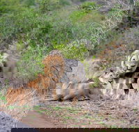 Hluhluwe Big 5 Day tour from Durban - Accommodation Africa