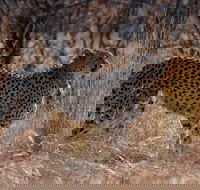 2 Day Kruger National Park Safari - Accommodation Africa