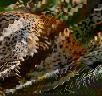 DreadLion Safaris 6N7D Kruger Safaris - Accommodation Africa