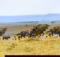 5 Days Malaria - Free Safari Experience in Pilanesberg South Africa - Accommodation Africa