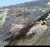 Pilanesberg National Park Full-Day Tour from Johannesburg - Accommodation Africa