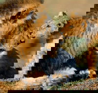 Rhino And Lion Feeding Experience - Accommodation Africa